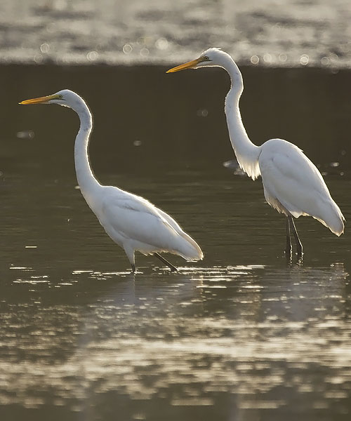 Jalohaikara, Great Egret, Egretta alba